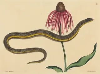 The Glass Snake (Anguis ventralis), by Mark Catesby