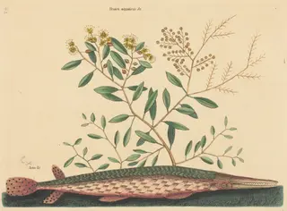 The Green Gar Fish (Esox osseus), by Mark Catesby