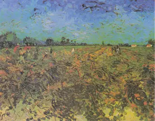 The green vineyard