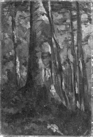 The Interior of a Forest