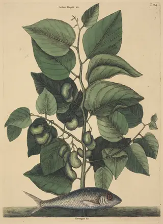 The Pilchard (Argentina carolina), by Mark Catesby