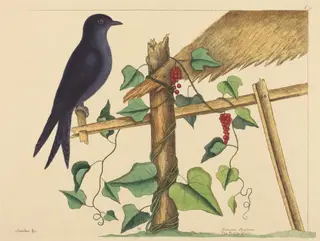 The Purple Martin (Hirundo purpurea), by Mark Catesby