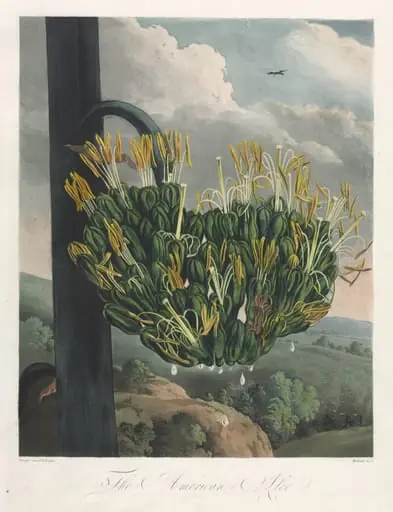 The Temple of Flora, or Garden of Nature:  The American Aloe