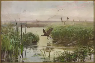 The Water Hen