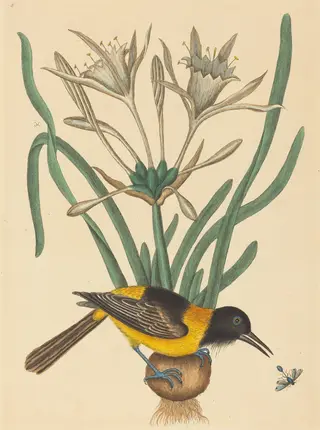 The Yellow and Black Pye (Oriolus Icterus), by Mark Catesby