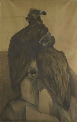 Two Arabian Vultures, by Theo van Hoytema