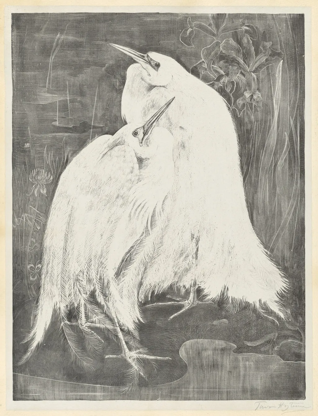 Two White Egrets, by Theodoor van Hoijtema, ink, 1898