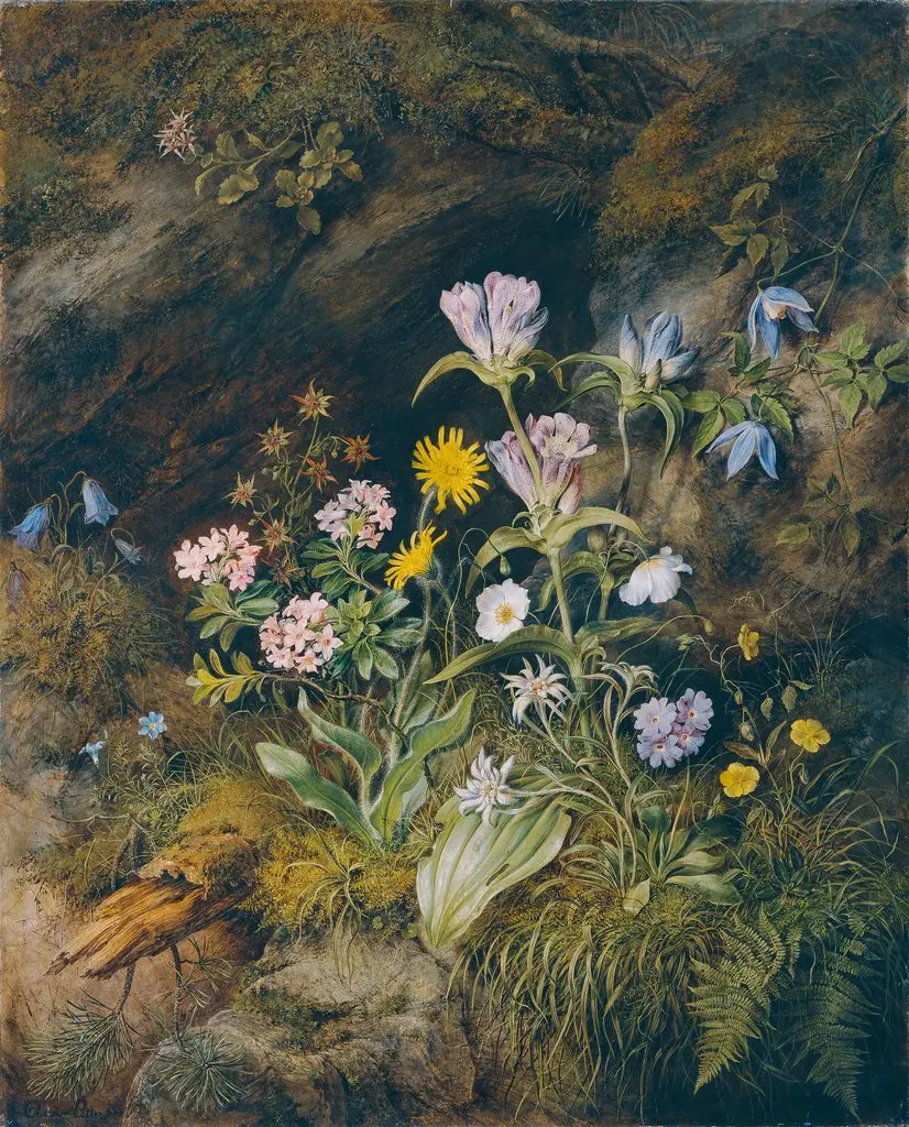 Alpine Flora, by Theodor Petter