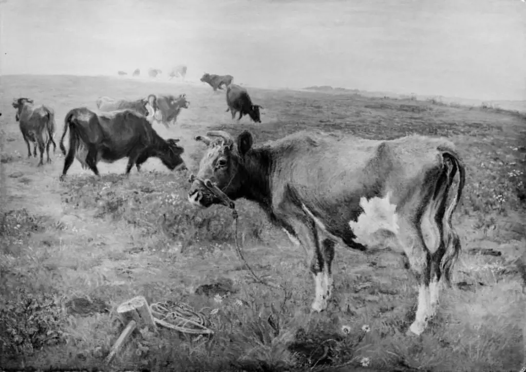 Køer i tøjr, by Theodor Philipsen