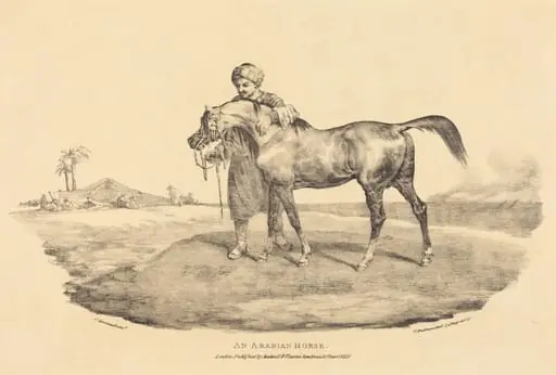 An Arabian Horse, by Théodore Géricault