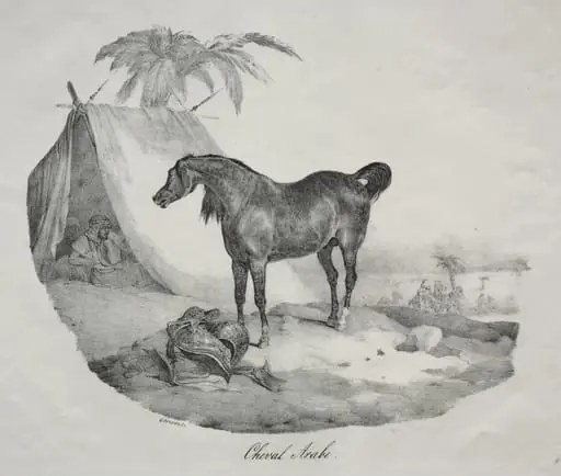 Arab Horse, by Théodore Géricault
