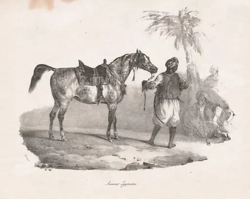 Egyptian Mare, by Théodore Géricault