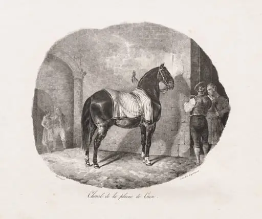 Lithographed Studies of Horses: Pl. 7, Horse from the Caen Plain, by Théodore Géricault