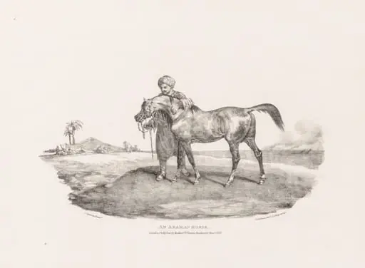 Various Subjects Drawn from Life and on Stone: An Arabian Horse, by Théodore Géricault