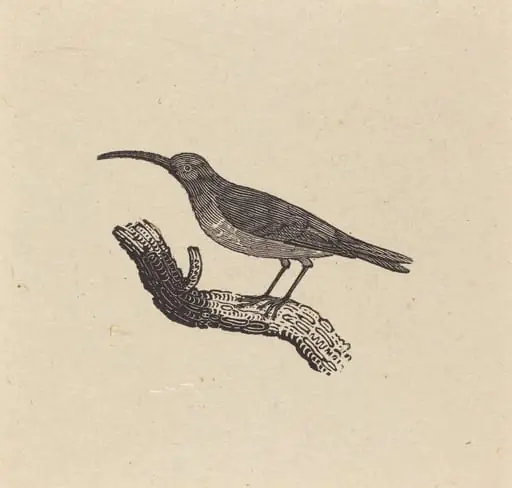 A Bird, by Thomas Bewick