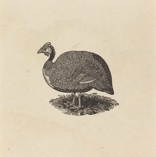 Guinea Hen, by Thomas Bewick