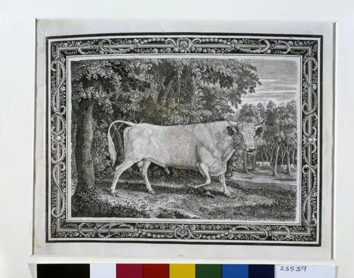 The Chillingham Bull, by Thomas Bewick