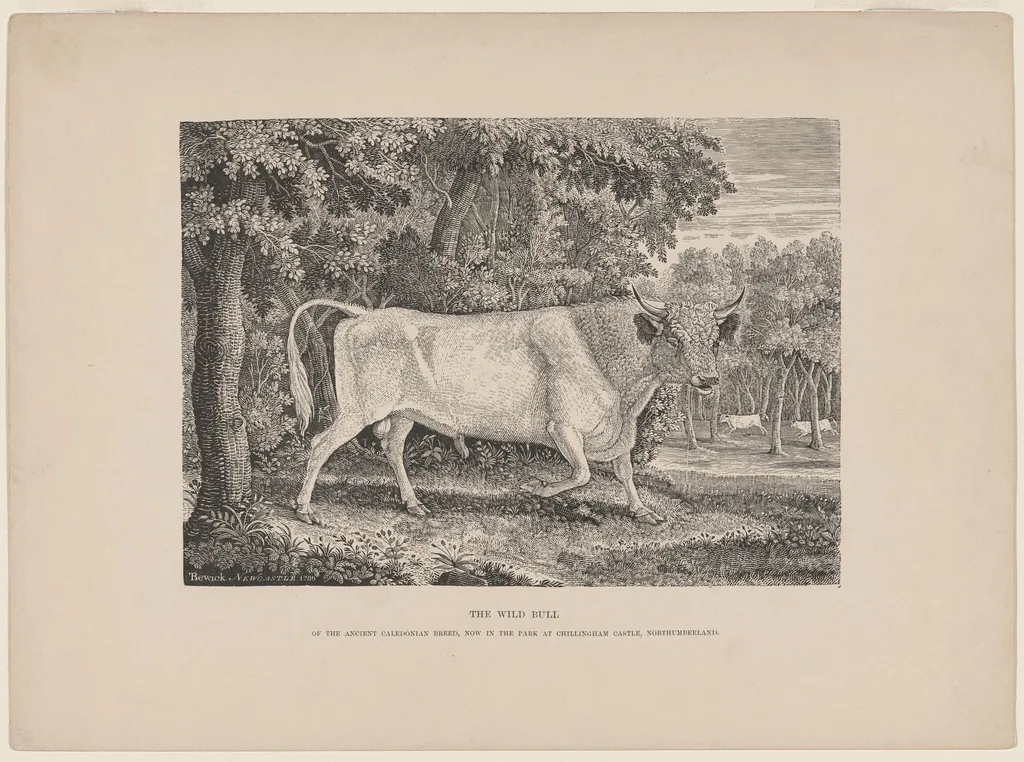 The Wild Bull of Chillingham, by Thomas Bewick, ink, 1789