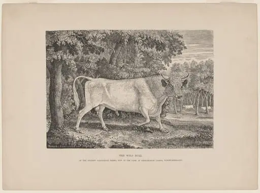 The Wild Bull of Chillingham, by Thomas Bewick