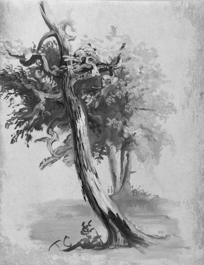 Study of a Tree, by Thomas Cole