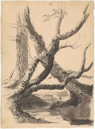 Tree Trunks, by Thomas Cole