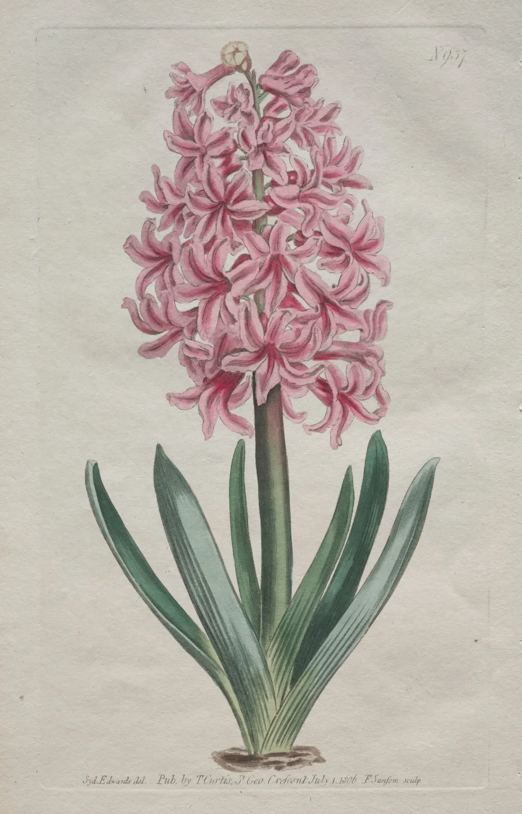 The Botanical Magazine or Flower Garden Displayed: Garden Hyacinth, by Thomas Curtis, 1806
