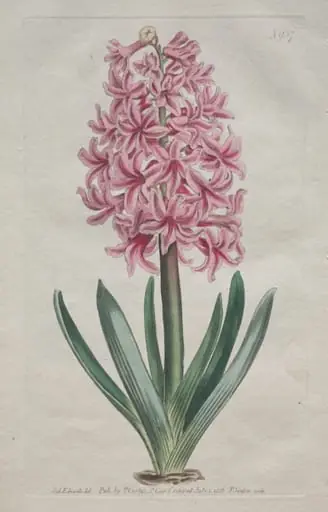 The Botanical Magazine or Flower Garden Displayed: Garden Hyacinth, by Thomas Curtis