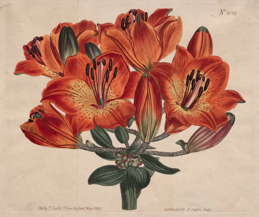 The Botanical Magazine or Flower Garden Displayed: Umbel-Flowering Bulb-Bearing Orange-Lily, by Thomas Curtis, 1807