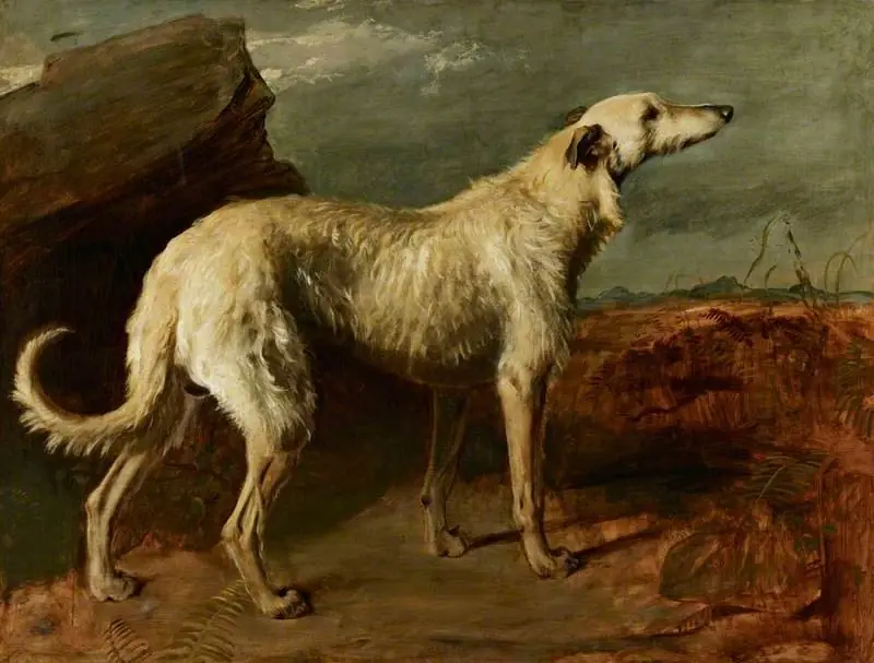 Braan, a Celebrated Scottish Deerhound, by Thomas Duncan