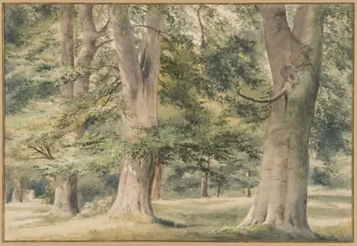 Beech Trees, by Thomas Frederick Collier
