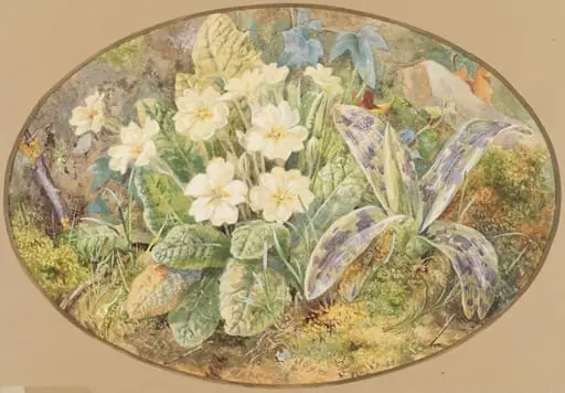 Primrose and Orchids, by Thomas Frederick Collier