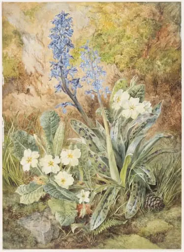 Purple Orchids and Primroses, by Thomas Frederick Collier