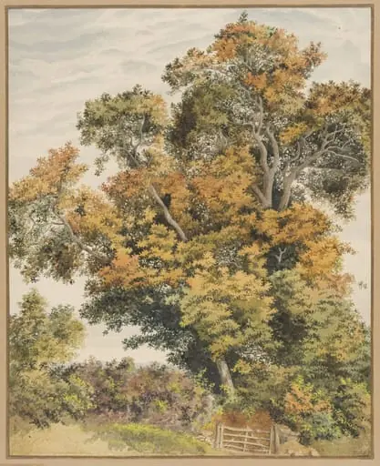 Study of an Oak Tree