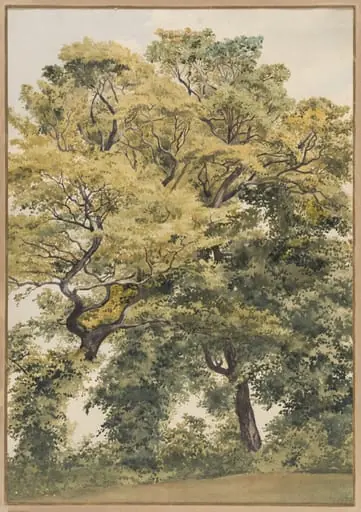 Study of Trees
