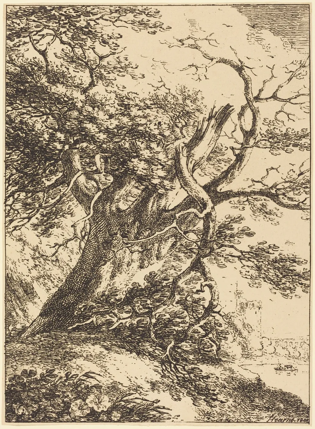 Old Tree, by Thomas Hearne, ink, 1803