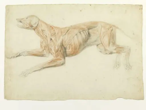Ecorche drawing of a dog, by Thomas Landseer