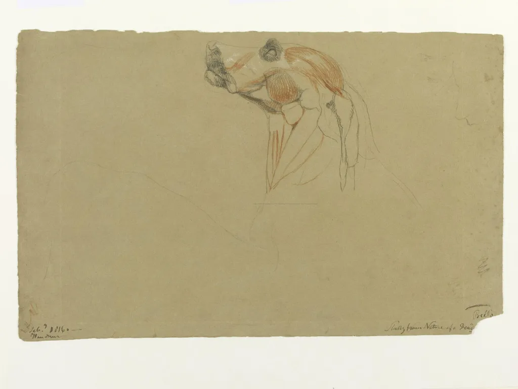 Ecorche drawing of the head of a dog, by Thomas Landseer, 1816