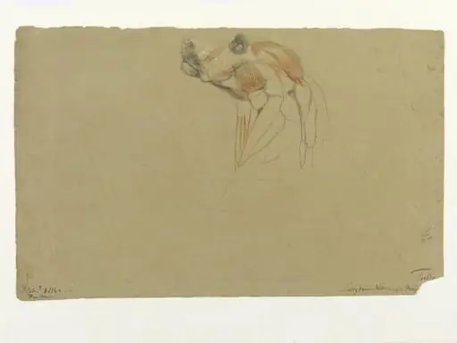 Ecorche drawing of the head of a dog, by Thomas Landseer