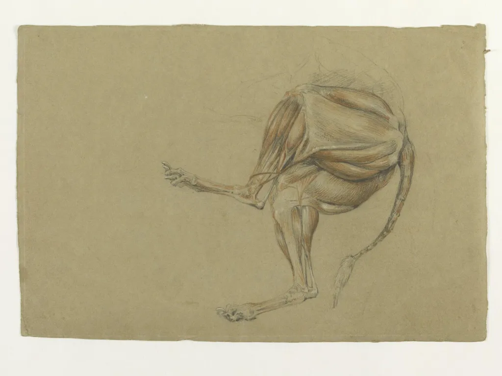 Ecorche drawing of the hind legs of a dog, by Thomas Landseer, 1816