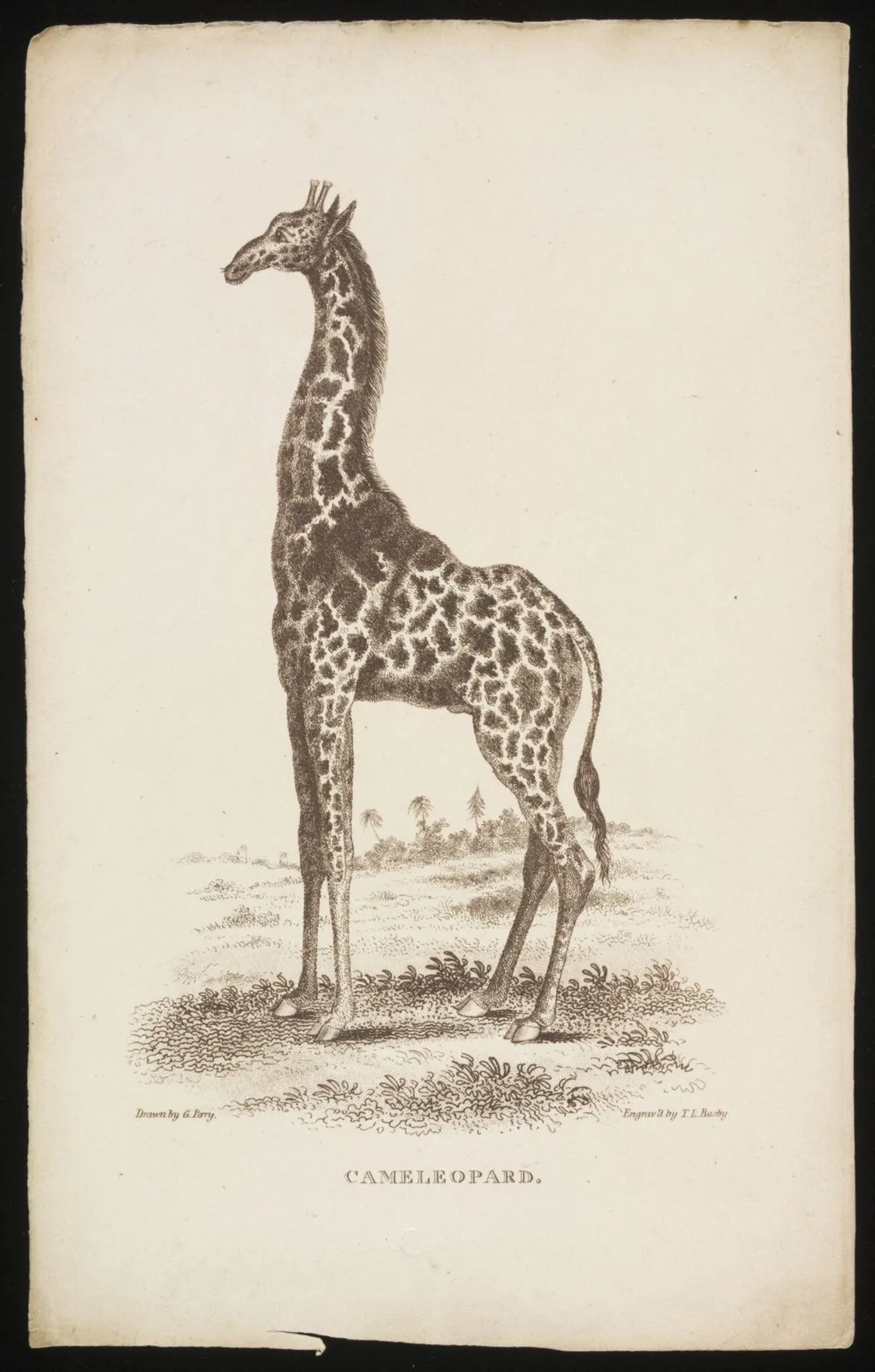 CAMELEOPARD., by Thomas Lord Busby, 1810