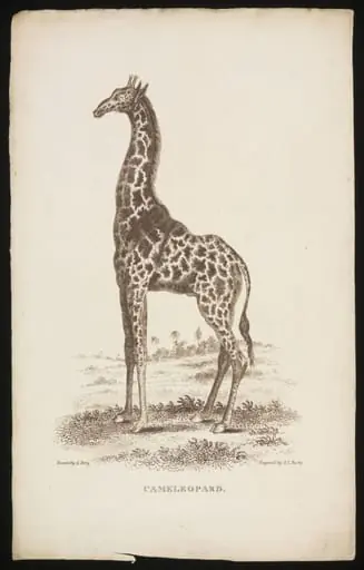 CAMELEOPARD., by Thomas Lord Busby