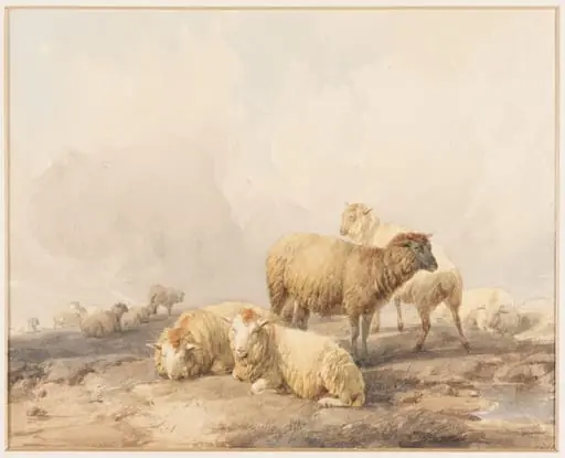 Sheep