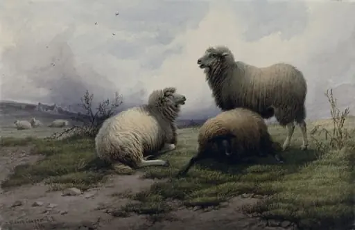 Sheep