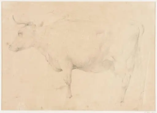 Study of a cow, by Thomas Sidney Cooper