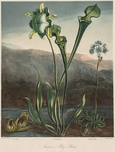 The Temple of the Flora: American Bog Plants, by Thomas Sutherland