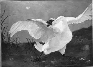 Threatened Swan