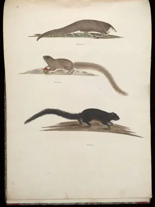 Three animals