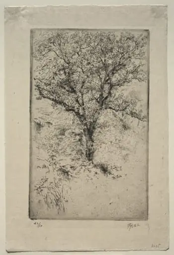 The Great Oak Tree, Monte Oliveto, by Tigrane Polat