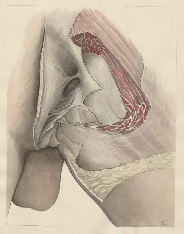 Tissue of the buttocks