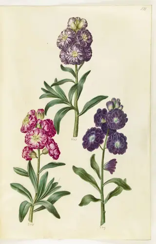 Titelblad. Blomsterkrans, 1650